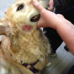 What Are Hot Spots On Dogs?