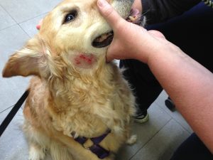 What Are Hot Spots On Dogs?