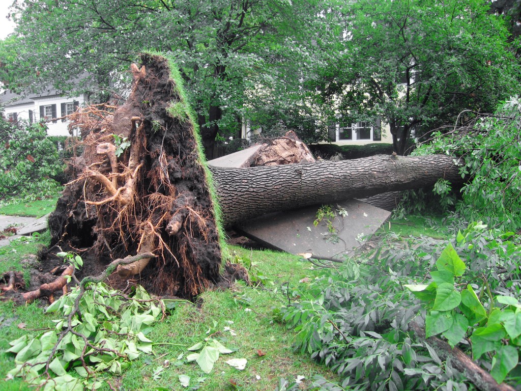 What To Do With A Downed Tree