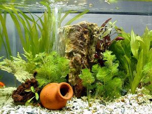 Aquarium Tips - Using SodaStream As CO2