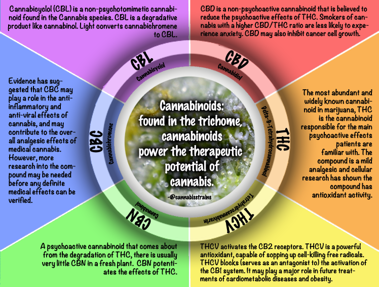Where Can You Find Cannabinoids
