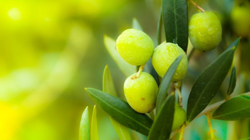 Olive Leaf Extract Side Effects