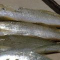 Fishing For Sillago / Whiting (Sillaginidae Family Species)