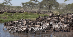 All You Need To Know About The ‘Great Annual Migration’ In Tanzania