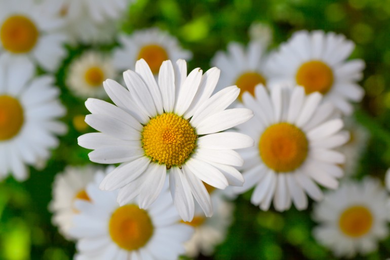 Health Benefits Of Chamomile Plant