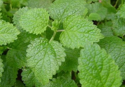 6 Easy Ways To Get Rid Of Your Bad Breath1