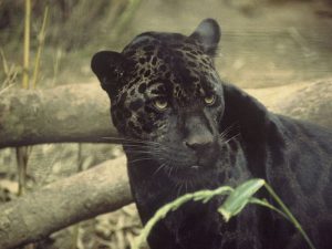 Top 6 Amazing Things To Do In Kerala