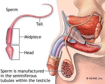 Treatment For Infertility: An Overview