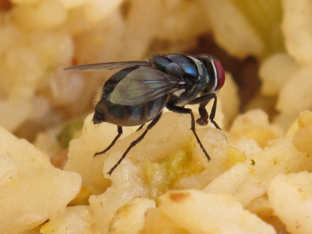 Keeping Disease-Carrying Flies Out Of Your Home