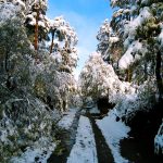 Binsar, The Fantasy Of Every Nature Buff And Bird Lover