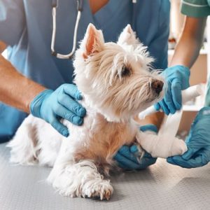 Some Warning Signs That Tells You It Is Time To Take Your Pet To An Emergency Vet