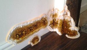 Get Perfect Solutions To Get Rid From Dry Rot Problem