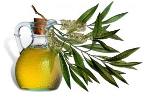 5 Best Ways Eucalyptus Oil Can Help You
