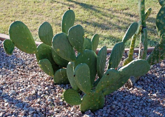 The 5 Most Difficult Cacti To Remove