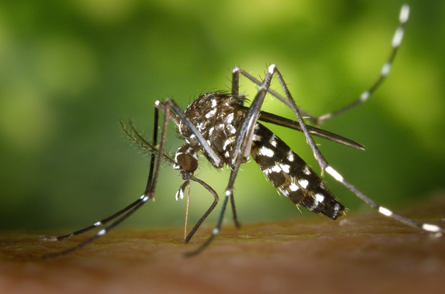 7 Common Questions About Zika Virus Answered