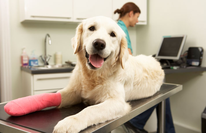 Why You Need Insurance For Your Pet