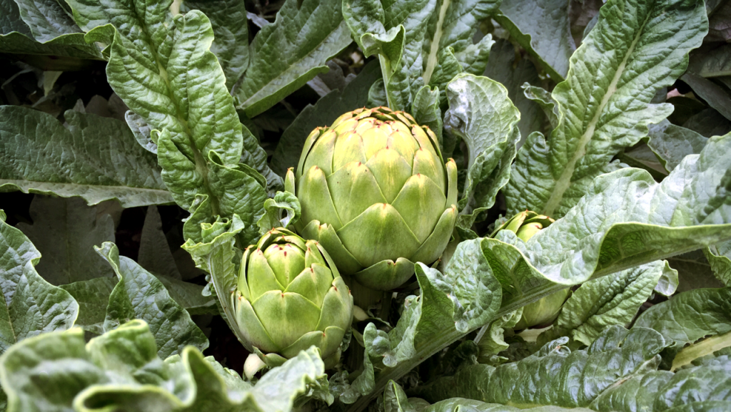 9 Facts Of Artichoke To Provide Numerous Health Benefit