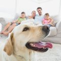 Helping Your Family Through The Loss Of A Pet