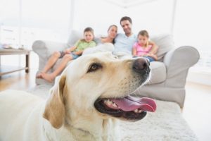Helping Your Family Through The Loss Of A Pet