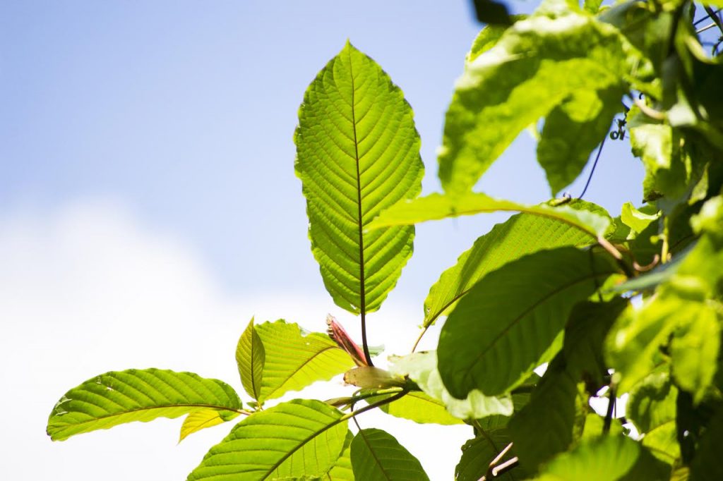 Mugenn Kratom – A Legal Alternative To Medical Marijuana?