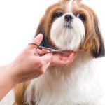 10 Reasons Why Your Dog Is Not Eating