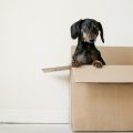 Top Tips For A Pain Free House Move