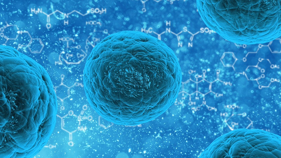 Evolution Of Stem Cells