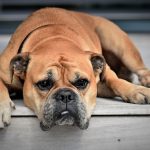 Food Allergies In Dogs