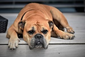 Food Allergies In Dogs