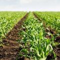 Everything You Need To Know About Crop Insurance