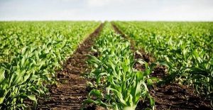 Everything You Need To Know About Crop Insurance