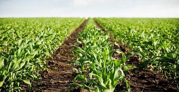 Everything You Need To Know About Crop Insurance