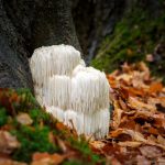 Benefits and Side Effects of Lion’s Mane Mushrooms