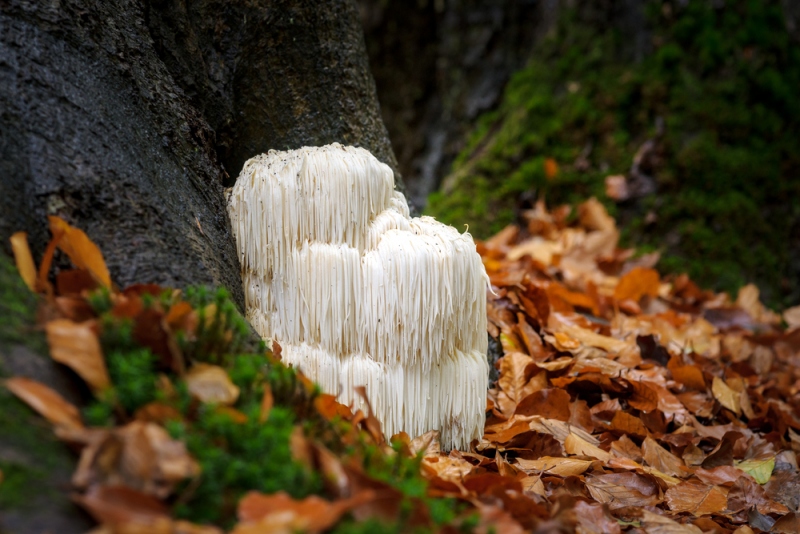 Benefits and Side Effects of Lion’s Mane Mushrooms