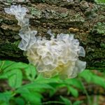 The Incredible Benefits of Tremella Mushroom